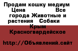 Продам кошку медиум › Цена ­ 6 000 000 - Все города Животные и растения » Собаки   . Крым,Красногвардейское